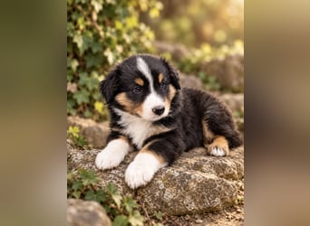 Mini Miniature Australian Shepherd Welpen mit Papieren
