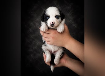 Miniature Australian Shepherd Welpen mit Papieren
