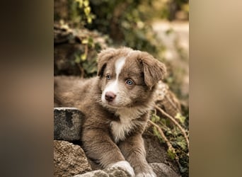 Miniature Australian Shepherd Welpen mit Papieren