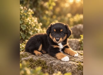 Mini Miniature Australian Shepherd Welpen mit Papieren