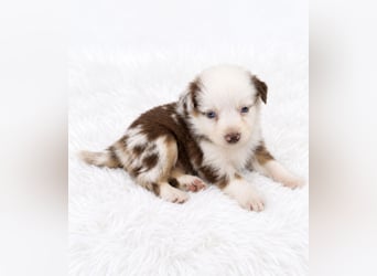 Unsere wunderschönen Miniature Australian Shepherd Welpen machen sich bereits jetzt auf die Suche na
