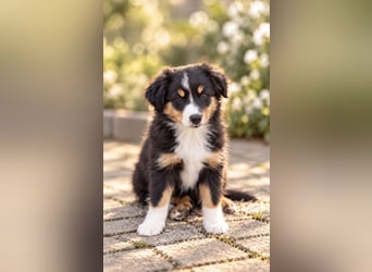 Mini Miniature Australian Shepherd Welpen mit Papieren