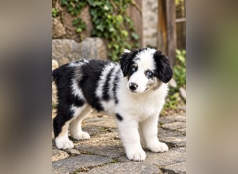 Miniature Australian Shepherd Welpen mit Papieren