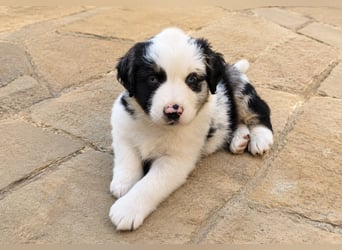 Miniature Australian Shepherd Welpen mit Papieren