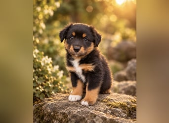 Mini Miniature Australian Shepherd Welpen mit Papieren