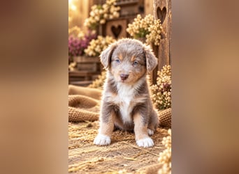 Unsere wunderschönen Miniature Australian Shepherd Welpen machen sich bereits jetzt auf die Suche na