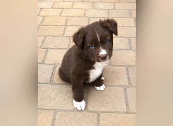 Miniature Australian Shepherd Welpen mit Papieren