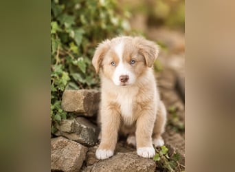 Miniature Australian Shepherd Welpen mit Papieren