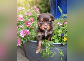 Mini Miniature Australian Shepherd Welpen mit Papieren
