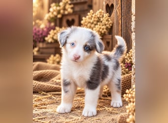 Unsere wunderschönen Miniature Australian Shepherd Welpen machen sich bereits jetzt auf die Suche na