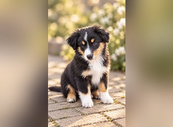 Mini Miniature Australian Shepherd Welpen mit Papieren