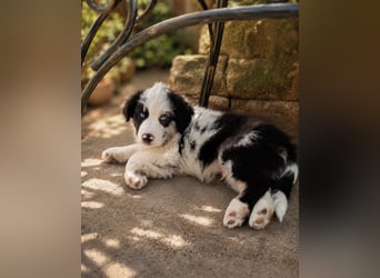 Miniature Australian Shepherd Welpen mit Papieren