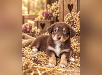 Unsere wunderschönen Miniature Australian Shepherd Welpen machen sich bereits jetzt auf die Suche na