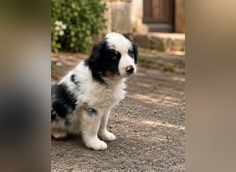 Miniature Australian Shepherd Welpen mit Papieren