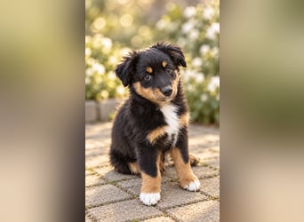 Mini Miniature Australian Shepherd Welpen mit Papieren