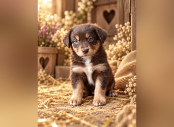 Unsere wunderschönen Miniature Australian Shepherd Welpen machen sich bereits jetzt auf die Suche na