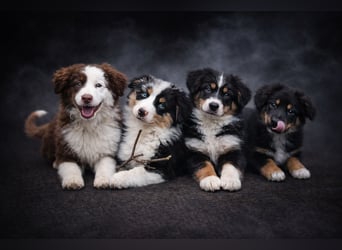 Miniature Australian Shepherd Welpen mit Papieren