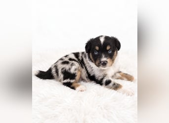Unsere wunderschönen Miniature Australian Shepherd Welpen machen sich bereits jetzt auf die Suche na