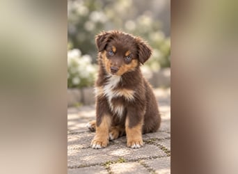 Mini Miniature Australian Shepherd Welpen mit Papieren