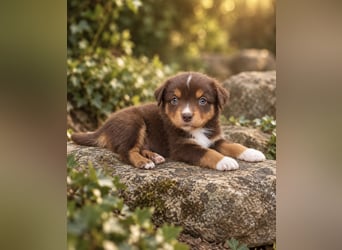 Mini Miniature Australian Shepherd Welpen mit Papieren