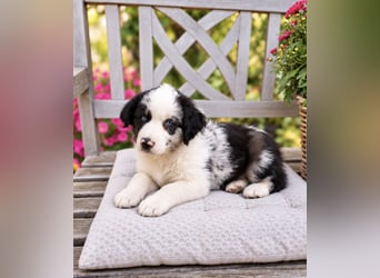 Miniature Australian Shepherd Welpen mit Papieren
