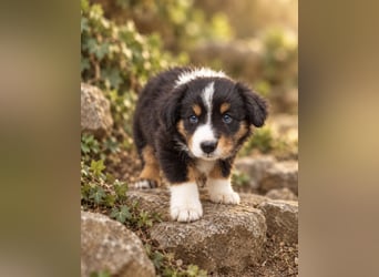 Mini Miniature Australian Shepherd Welpen mit Papieren