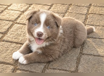 Miniature Australian Shepherd Welpen mit Papieren