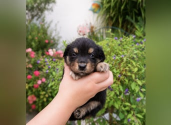 Mini Miniature Australian Shepherd Welpen mit Papieren