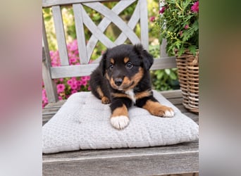 Mini Miniature Australian Shepherd Welpen mit Papieren