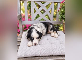 Miniature Australian Shepherd Welpen mit Papieren