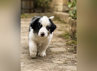 Miniature Australian Shepherd Welpen mit Papieren