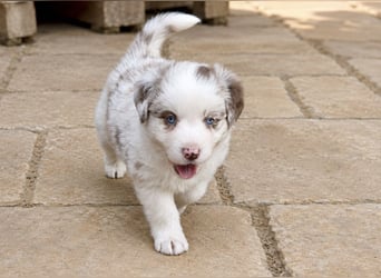 Miniature Australian Shepherd Welpen mit Papieren