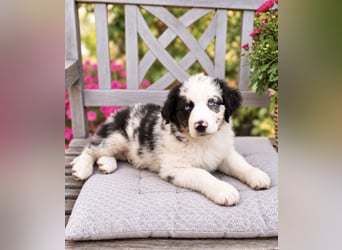 Miniature Australian Shepherd Welpen mit Papieren
