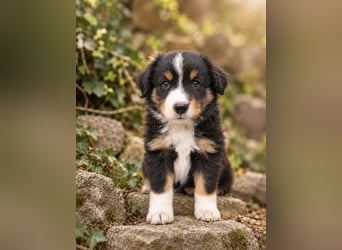 Mini Miniature Australian Shepherd Welpen mit Papieren
