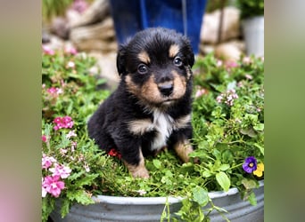 Mini Miniature Australian Shepherd Welpen mit Papieren