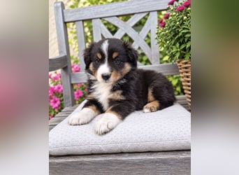 Mini Miniature Australian Shepherd Welpen mit Papieren