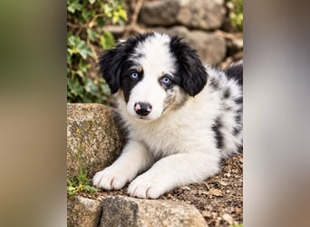 Miniature Australian Shepherd Welpen mit Papieren