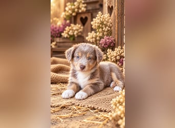 Unsere wunderschönen Miniature Australian Shepherd Welpen machen sich bereits jetzt auf die Suche na