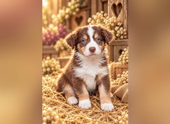 Unsere wunderschönen Miniature Australian Shepherd Welpen machen sich bereits jetzt auf die Suche na