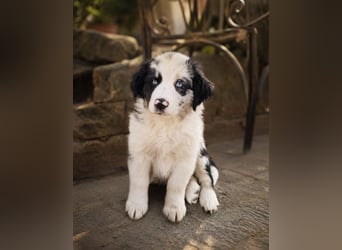 Miniature Australian Shepherd Welpen mit Papieren