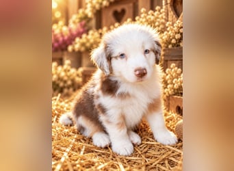 Unsere wunderschönen Miniature Australian Shepherd Welpen machen sich bereits jetzt auf die Suche na