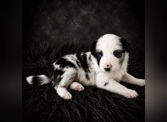 Miniature Australian Shepherd Welpen mit Papieren
