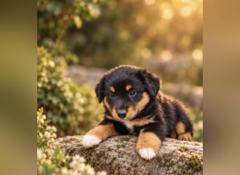 Mini Miniature Australian Shepherd Welpen mit Papieren