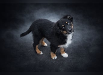Miniature Australian Shepherd Welpen mit Papieren