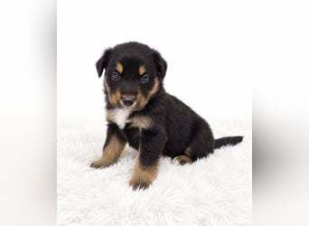 Unsere wunderschönen Miniature Australian Shepherd Welpen machen sich bereits jetzt auf die Suche na