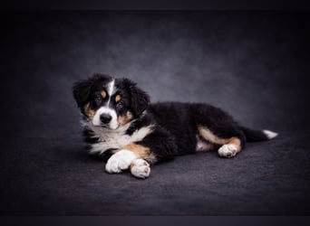 Miniature Australian Shepherd Welpen mit Papieren