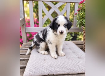 Miniature Australian Shepherd Welpen mit Papieren