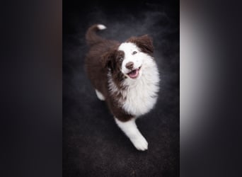 Miniature Australian Shepherd Welpen mit Papieren