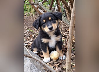 Unsere wunderschönen Miniature Australian Shepherd Welpen machen sich bereits jetzt auf die Suche na