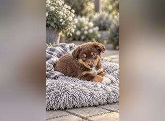 Mini Miniature Australian Shepherd Welpen mit Papieren